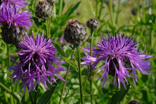 Centaurea scabiosa - Skabiosen Flockenblume ( 2 )