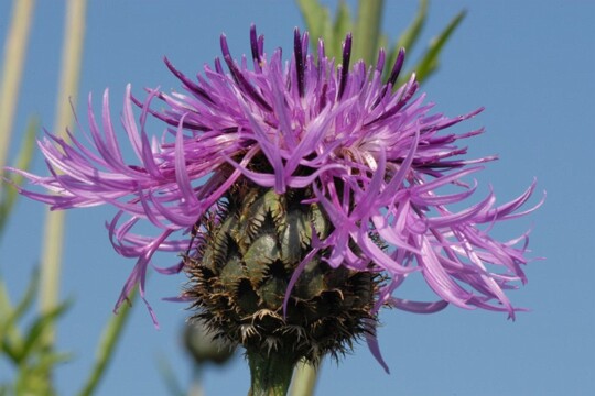 Centaurea_scarbiosa - Skabiosen Flockenblume Centaurea jacea - gewöhnliche Flockenblume ich finde das gewöhnlich klingt irgendwie etwas abwertend für diese schöne Wildpflanze.