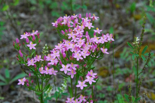 Centaurium quadrifolium - Tausendgüldenkraut