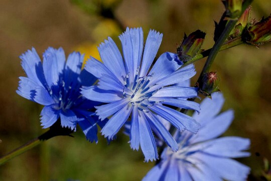 Cichorium intybus - Gemeine Wegwarte