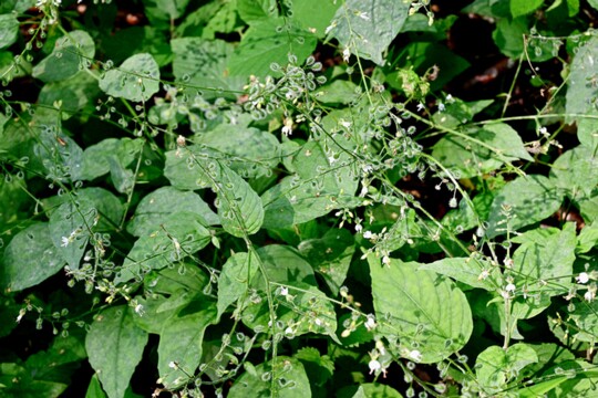 Circaea lutetiana - Gemeines Hexenkraut