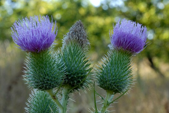 Cirsium_vulgare - Lanzett Kratzdistel Distel im Morgetau
