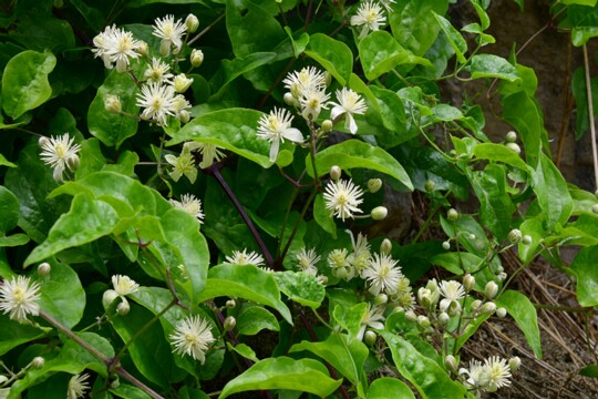 Clematis vitalba - Gewöhnliche Waldrebe