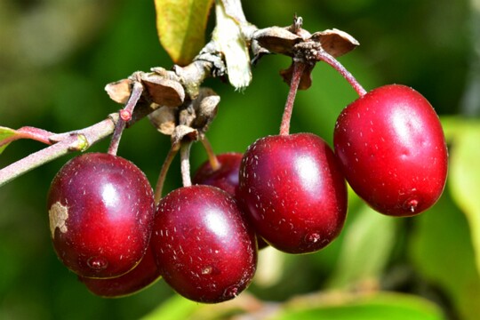Cornus mas - Kornelkirsche