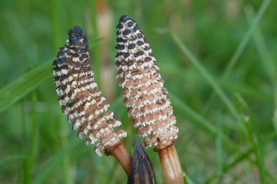 Equisetum_arvense - Ackerschachtelhalm