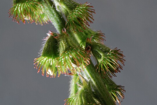 Früchte des kleinen Odermennings