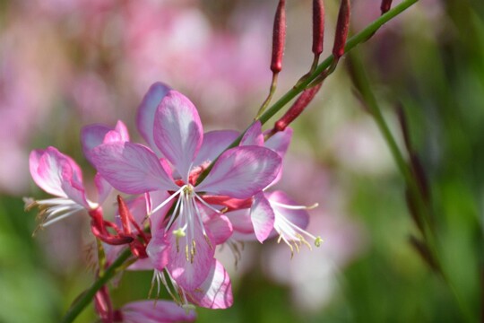 Gaura lindheimeri - Prachtkerze