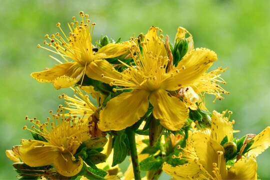 Hypericum perforatum - Echtes Johanniskraut