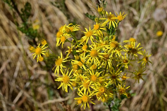 Jacobaea vulgaris - Jakobs - Greiskraut