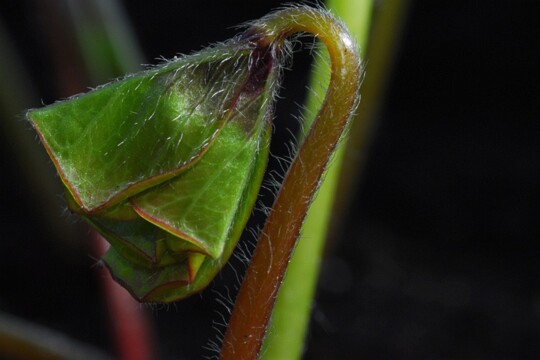Kleeblatt vor der Entfaltung