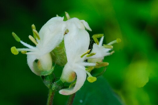 Kopfstand der Fabelwesen