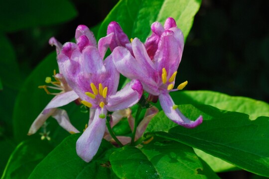 Lonicerablüten in Rosa