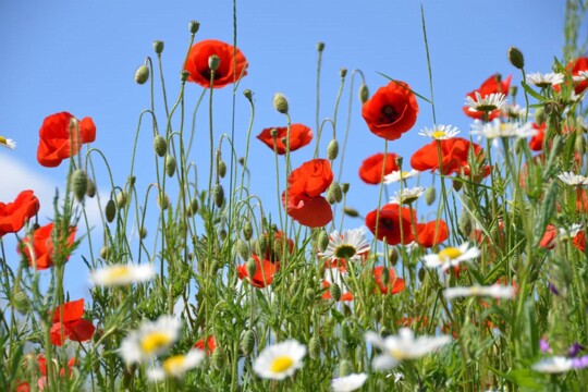Mohn und Margeritenwiese