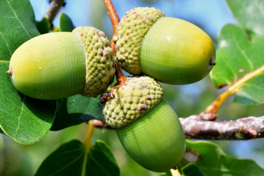 Quercus robur - Stieleiche