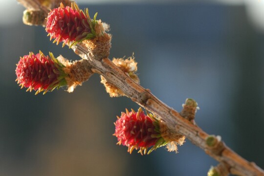 Weibliche Blütenstände der Lärche