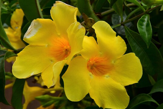 Allamanda cathartica - Goldtrompete Herkunft: Tropisches Mittel - und Südamerika, ( Brasillien, Costa Rica, Honduras, Nicaragua, Guatemala Stadtpark von Grand Baie