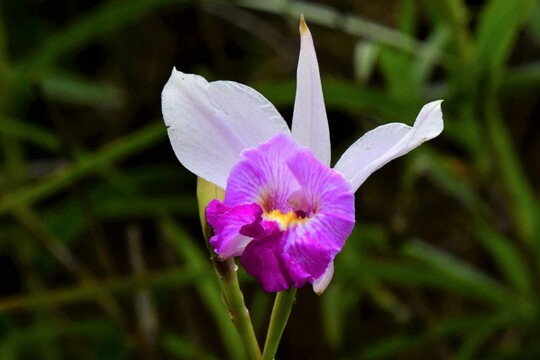 Arundina graminifolia - Schilforchidee Herkunft: vom südlichen HImalaya über das südliche China bis nach Indonesien ( Sumatra, Java, Kalimantan, Sulawesi) Le Bois Cheri ( Mauritius )