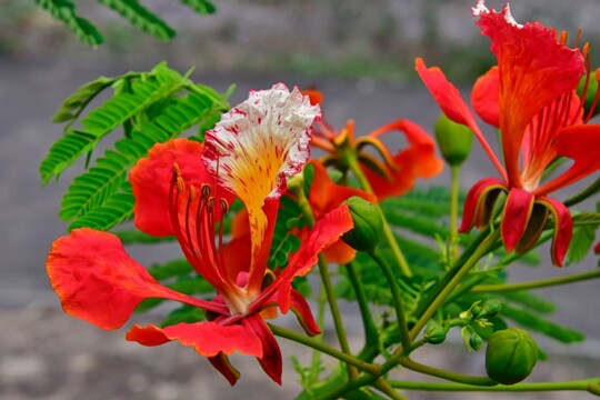 Delonix regia - Blüte Blüten Nahaufnahme des roten Flammenbaumes
