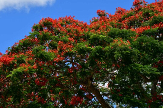 Delonix regia - Roter Flammenbaum Herkunft: Madagaskar Der rote Flammenbaum ist auf ganz Mauritius zu finden. Die Hauptblütezeit liegt im Sommer ( November bis Januar ) und bietet zu dieser Zeit...