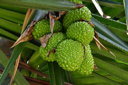 Pandanus utilis - Schraubenbaum Herkunft: Maskarenen (Mauritius, Réunion und Rodrigues) aufgenommen im Sir Seewoosagur Ramgoolam Botanical Garden