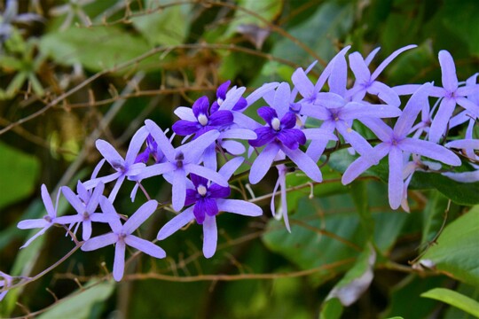 Petrea volubilis - Purpurkranz Herkunft: Südamerika, Karibik>br> aufgenommen im Sir Seewoosagur Ramgoolam Botanical Garden