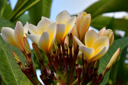 Plumeria obtusa - Duftender Frangipani (2) Herkunft: Mexiko, Guatemala, Costa Rica, große Antillen, Bahamas aufgenommen in Grand Baie die Pflanze gehört zu den Hundsgiftgewächsen und besitzt...