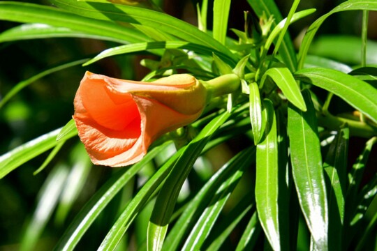 Thevetia peruviana - Schellenbaum Herkunft: Peru, Mexiko, aufgenommen im Chamarel Nationalpark die Pflanze gehört zu den Hundsgiftgewächsen und ist in allen Teilen hochgiftig