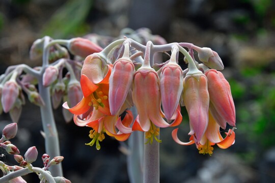 Cotyledon_orbiculata - Schweinsohr Die Pflanze stammt ursprünglich aus Ländern Südafrikas. Sie ist aber auch auf den Kanaren zu finden. abgelichtet auf La Palma