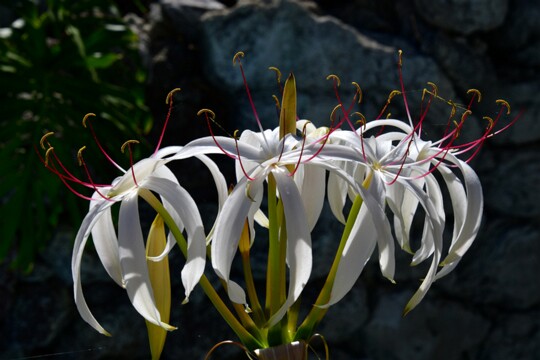 Crinum_americanum - Hakenlilie Gefunden auf Teneriffa.