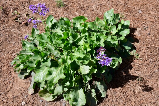 Limonium perezii - Perez Strandflieder Gefunden auf Teneriffa