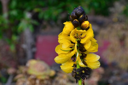 Senna didymobotrya - Geflügelte Senna ursprünglich aus Afrika stammend ist die Pflanze heute auch auf den Kanaren anzutreffen
