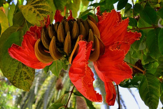 Spathodea_campanulata - Afrikanischer Tulpenbaum aus Afrika stammend wird dieser Baum auf den Kanaren als Ziergehölz in Parks angepflanzt. abgelichtet auf La Palma