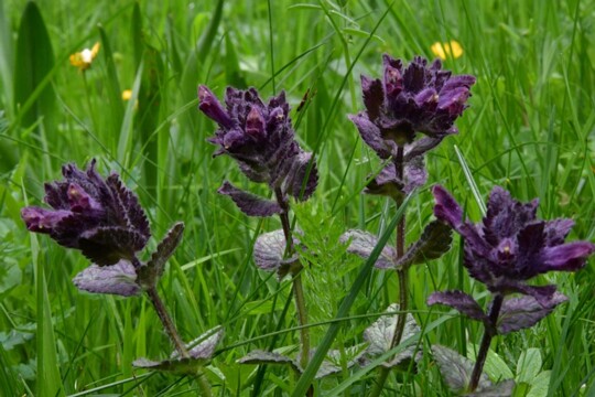 Bartsia alpina - Alpenhelm (2) Ordnung: Lippenblütlerartige (Lamiales) Familie: Sommerwurzgewächse (Orobanchaceae) Gattung: Bartsia Art: Alpenhelm