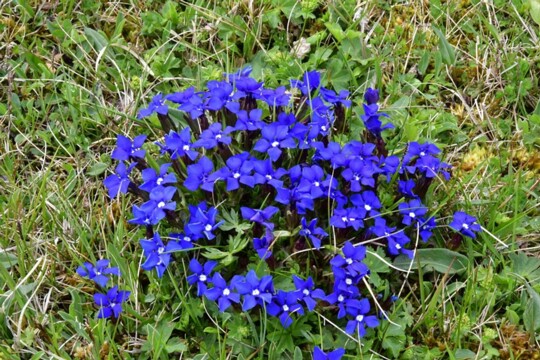 Gentiana verna - Frühlingsenzian Ordnung: Enzianartige (Gentianales) Familie: Enziangewächse (Gentianaceae) Gattung: Enziane (Gentiana) Art: Frühlings-Enzian Die Art bevorzugt trockene, magere...