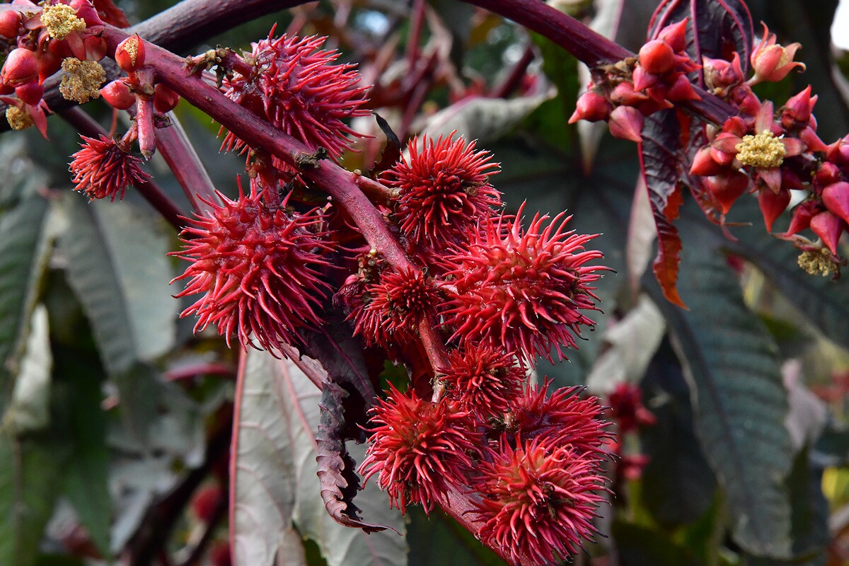 Ricinus communis - Wunderbaum Herkunft: Äthiopien, Eritrea, Somalia Botanischer Garten München