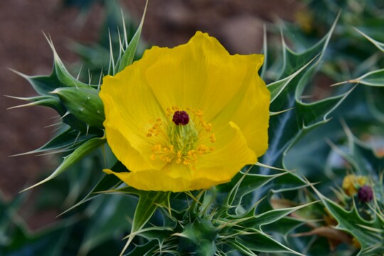 Argemone_mexicana - Mexikanischer Stachelmohn ( 2 ) Herkunft: Mittelamerika, Karibische Inseln, Mexiko Botanischer Garten Teneriffa