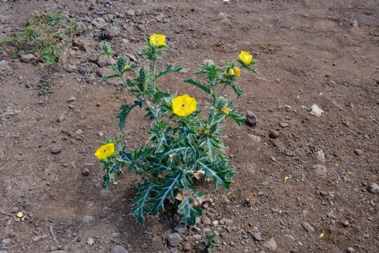 Argemone_mexicana - Mexikanischer Stachelmohn Herkunft: Mittelamerika, Karibische Inseln, Mexiko Botanischer Garten Teneriffa.