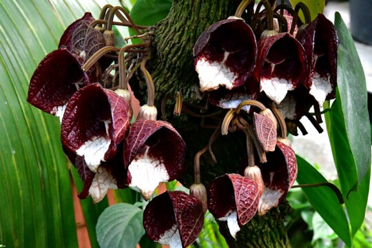Aristolochia arborea - Baumförmige Pfeifenblume. Herkunft: Südmexiko, Guatemala, El Salvador Botanischer Garten München