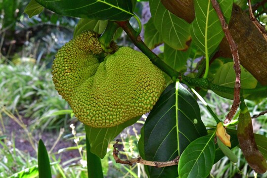 Artocarpus heterophyllus - Jackfruchtbaum Herkunft: Indien Botanischer Garten Teneriffa