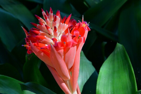 Billbergia_pyramidalis Herkunft: Kuba, Venezuela, Brasilien Botanischer Garten Teneriffa