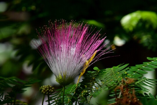 Calliandra_surinamensis Herkunft: Mittel und Südamerika, Guayana Botanischer Garten Teneriffa