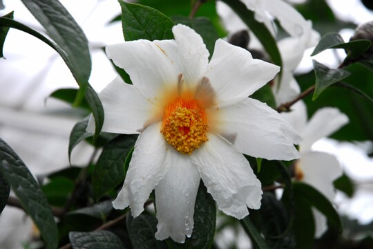 Camellia granthamiana Herkunft: Hong Kong Botanischer Garten München