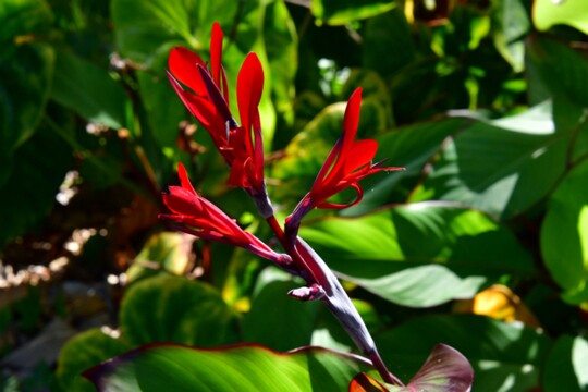 Canna_indica - Westindisches Blumenrohr Herkunft: Kolumbien, Venezuela, Brasilien, Argentinien, Westindische Inseln Botanischer Garten Teneriffa