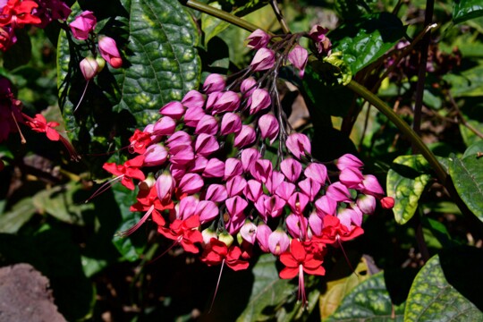 Clerodendrum thomsoniae - Kletternder Lossstrauch Herkunft: West - bis Zentralafrika Parque Taoro ( Teneriffa )