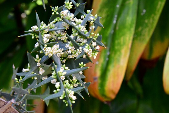 Colletia_paradoxa - Kreuzcolletie Herkunft: Südamerika Botanischer Garten Teneriffa
