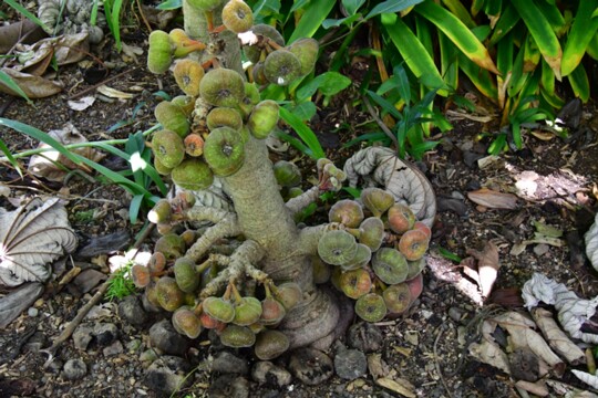 Ficus_auriculata - Ohrfeige Herkunft: Pakistan, Thailand, Südchina, Kambodscha, Myanmar, Vietnam Botanischer Garten Teneriffa