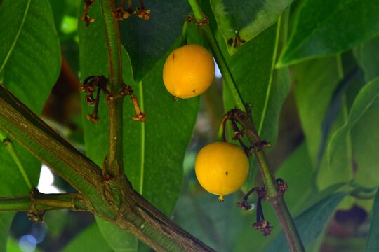 Garcinia xanthochymus - Gelbe Mangostane Herkunft: Indien, Südchina, Malaysia Botanischer Garten Teneriffa