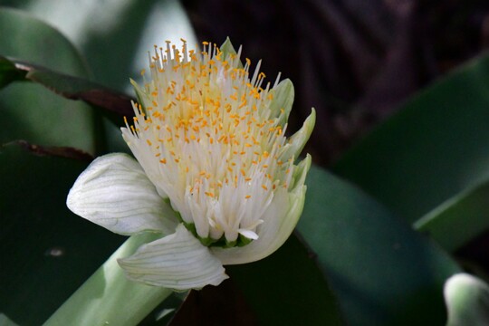 Haemanthus albiflos - Elefantenohr Herkunft: Südafrika botanischer Garten Teneriffa