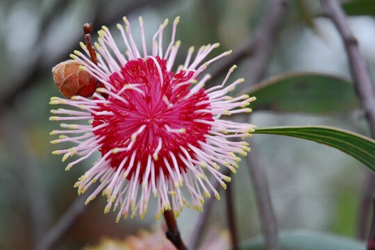 Hakea laurina - Nadelkissen Hakea Herkunft: Australien Botanischer Garten München