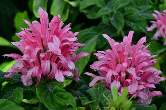 Justicia_camea - Brasilianische Justizie Herkunft: Brasilien Botanischer Garten Teneriffa